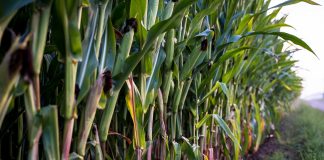 corn