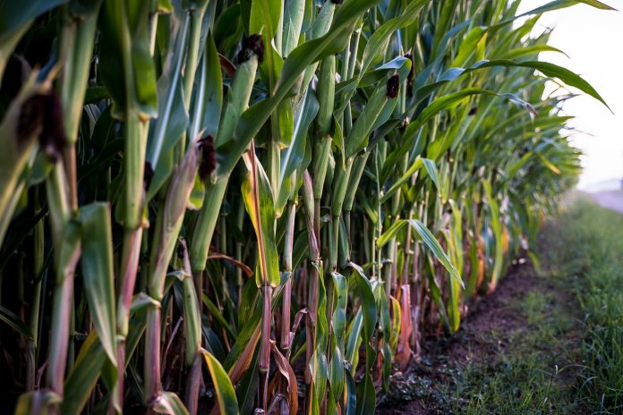 corn corn