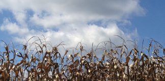 field corn nearing harvest