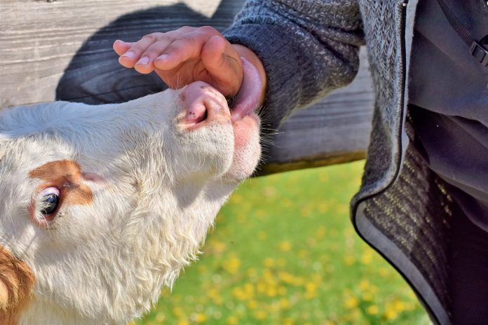 cow cow