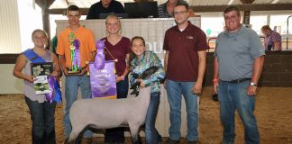 Lorain grand champion lamb