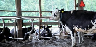 manure separator