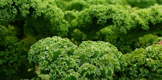 kale