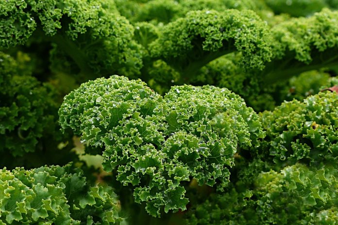 kale kale