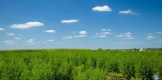plant fights malaria