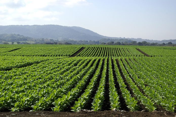tobacco tobacco