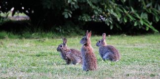 rabbits