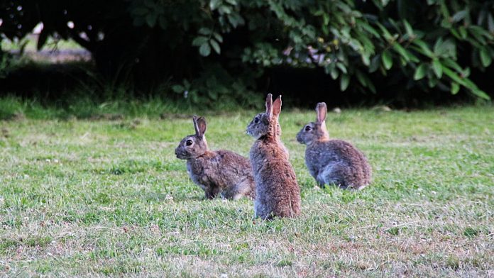 rabbits rabbits