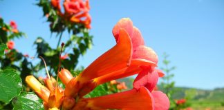 trumpet creeper