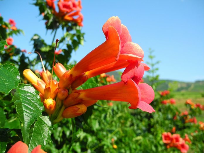 trumpet creeper trumpet creeper