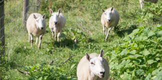 Weisend sheep flock