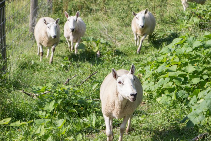 Weisend sheep flock Weisend sheep flock