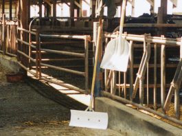 empty dairy barn