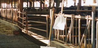 empty dairy barn