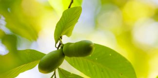 Pawpaw
