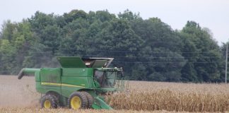 corn harvest