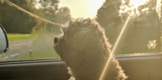 Kym Seabolt's dog, Jackson