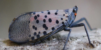 Spotted lanternfly