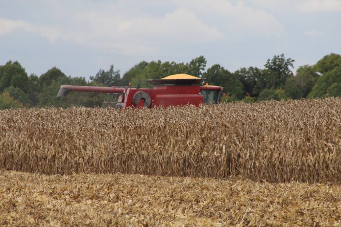 Through the corn A combine with a full bin of corn.