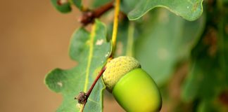 acorn