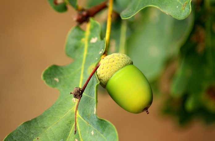 acorn acorn