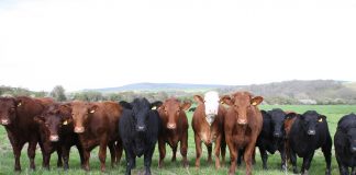 cattle