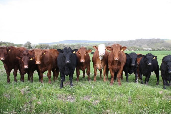 cattle cattle