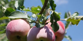 crabapple