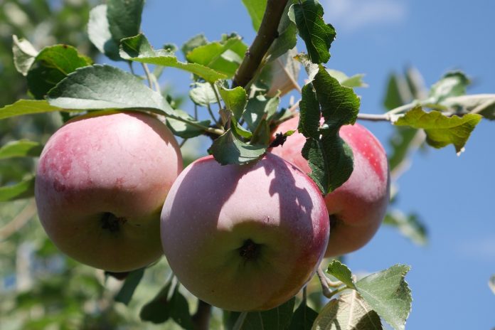 crabapple