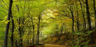 forest