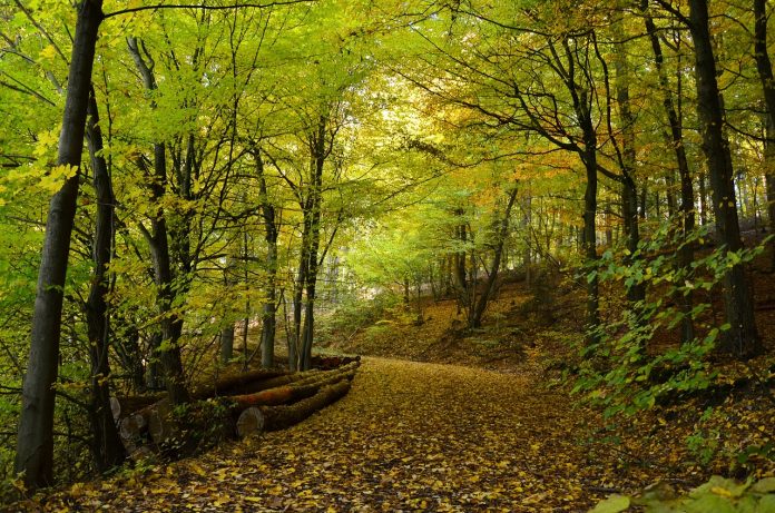 forest forest