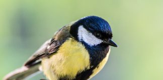 chickadees