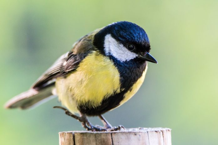 chickadees chickadees