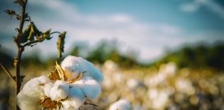 cotton