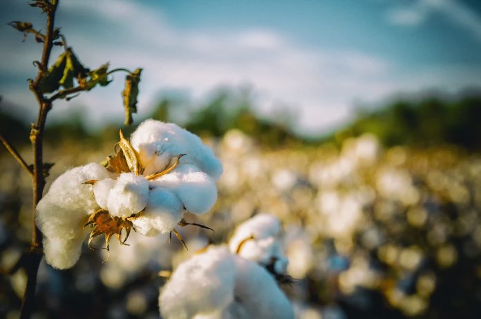 cotton cotton