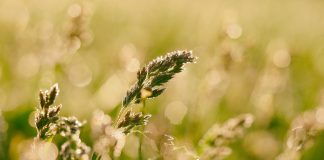 hay closeup