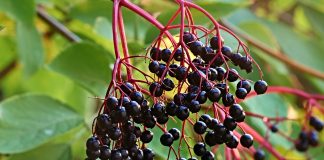 elderberry