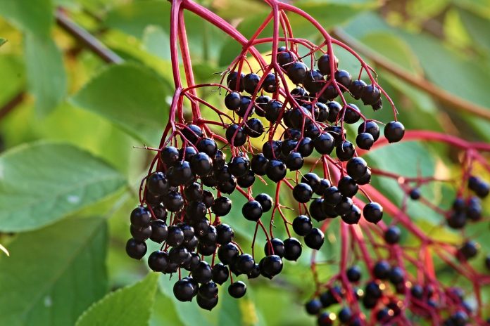 elderberry elderberry