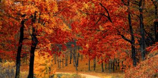 fall