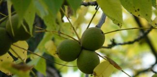 black walnut