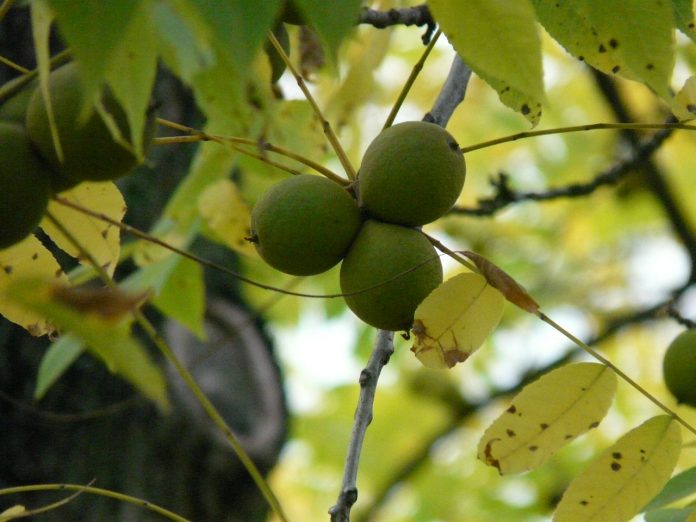 black walnut black walnut