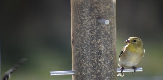goldfinch