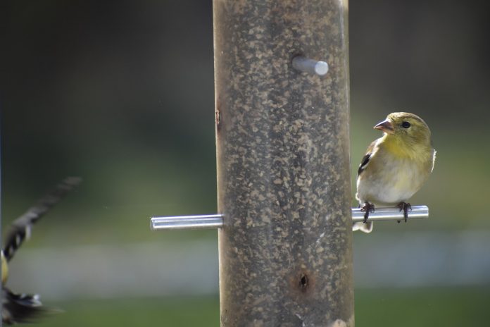 goldfinch goldfinch
