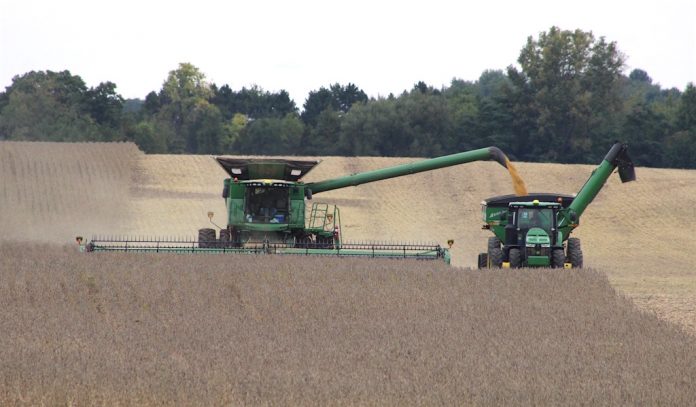 harvest beans wildart Fall harvest, 2018