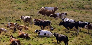 dairy herd