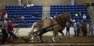 KILE horse pull