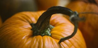 pumpkin