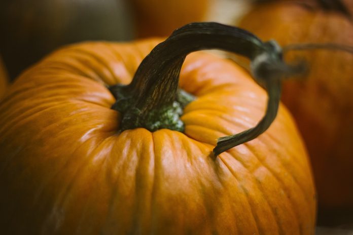 pumpkin pumpkin