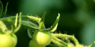 green tomato
