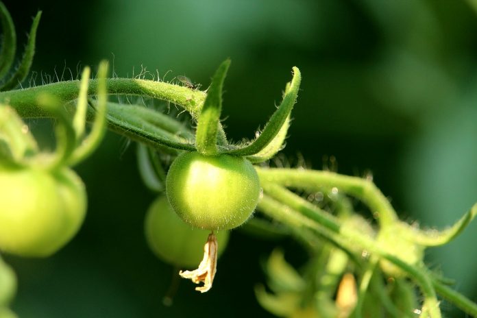 green tomato green tomato